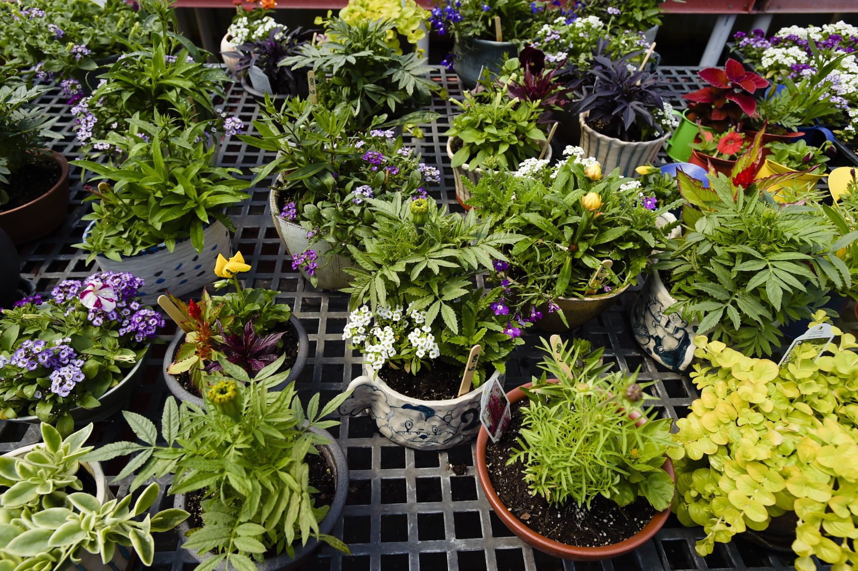 Potted plants destined for the Mother's Day Pots and Plants Sale